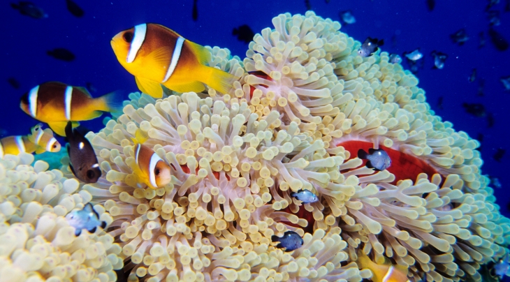 Diving Holidays In Egypt (Red Sea) | Regaldive - The Diving Holiday ...